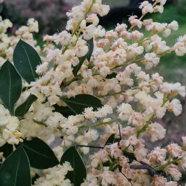Acacia myrtifolia — flower