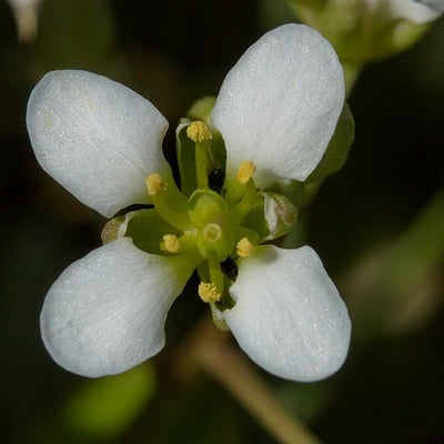 Cochlearia officinalis — flower