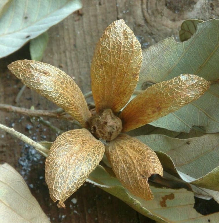 Transvaal-teak