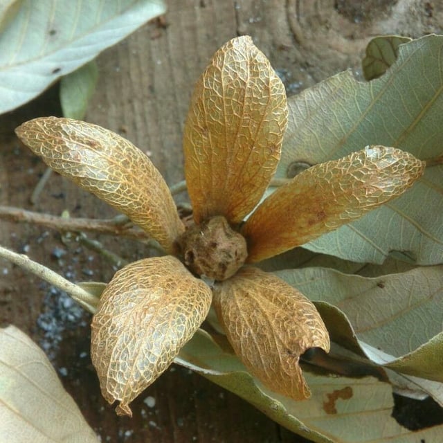 Transvaal-teak
