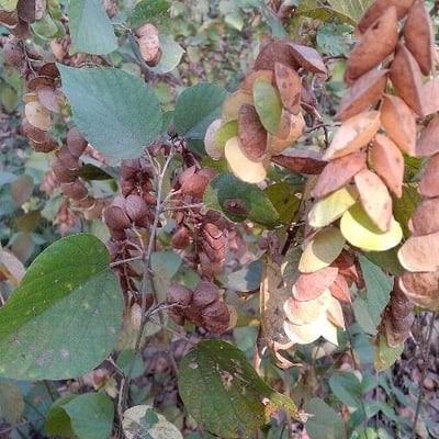 Flemingia strobilifera — flower