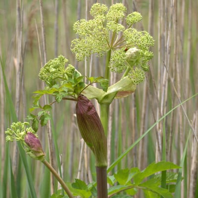 Angelica atropurpurea — flower