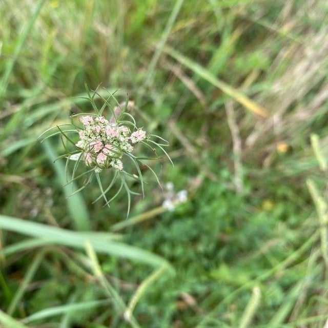 Seseli annuum — flower