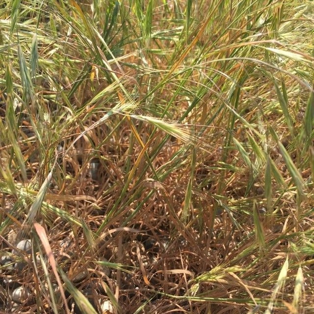 Sporobolus virginicus — leaf
