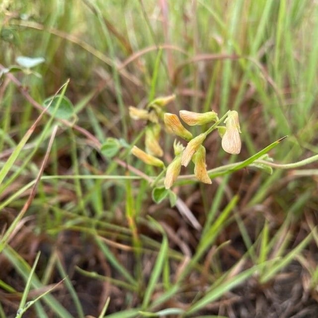 Rhynchosia minima — flower