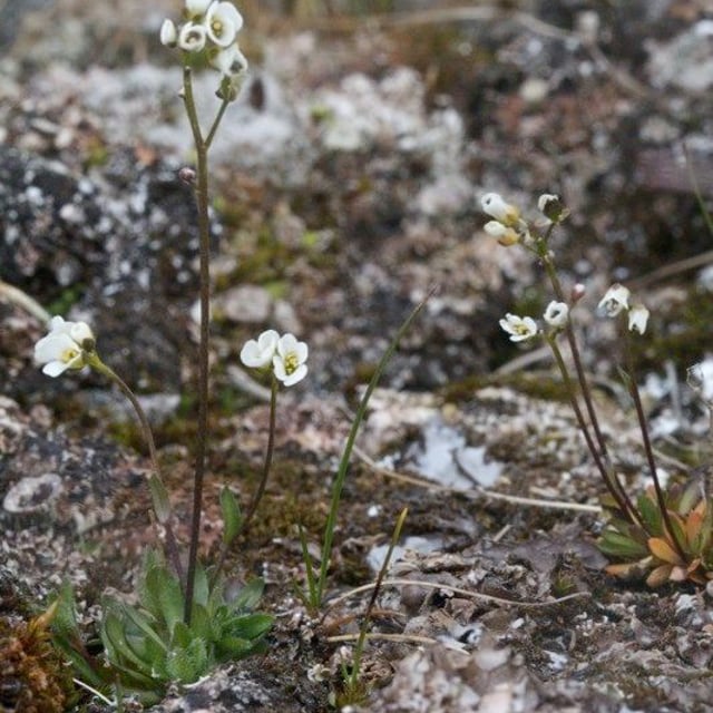 Draba fladnizensis — habit