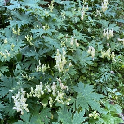 Aconitum lycoctonum — flower