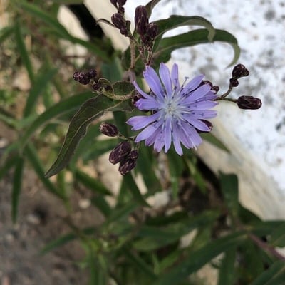 Lactuca sibirica — flower