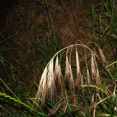 Bromus diandrus — flower
