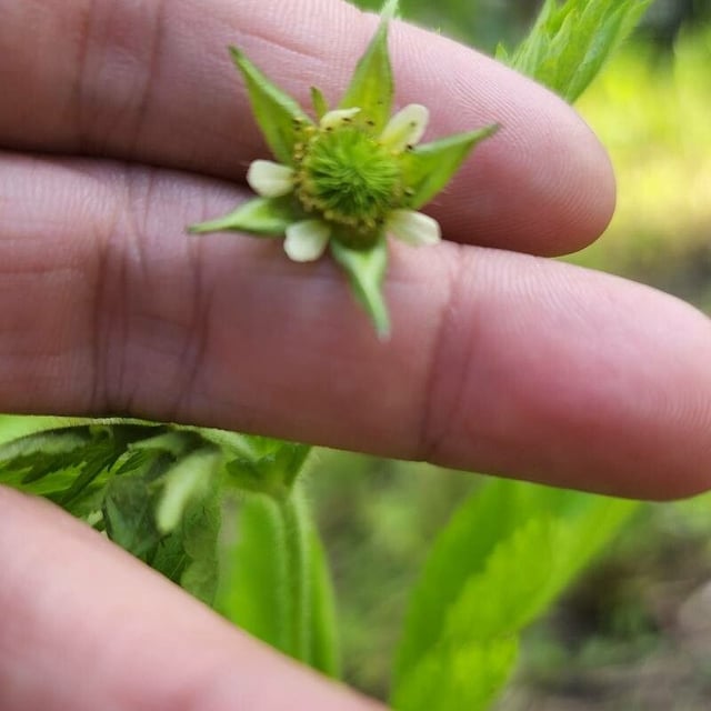 Geum canadense — flower