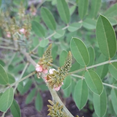 Indigofera suffruticosa — flower