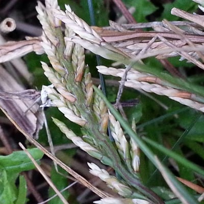 Catapodium marinum — flower