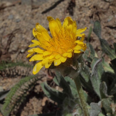 Agoseris glauca — flower