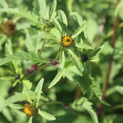 Bidens tripartita — flower