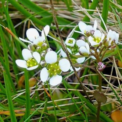 Cochlearia anglica — flower