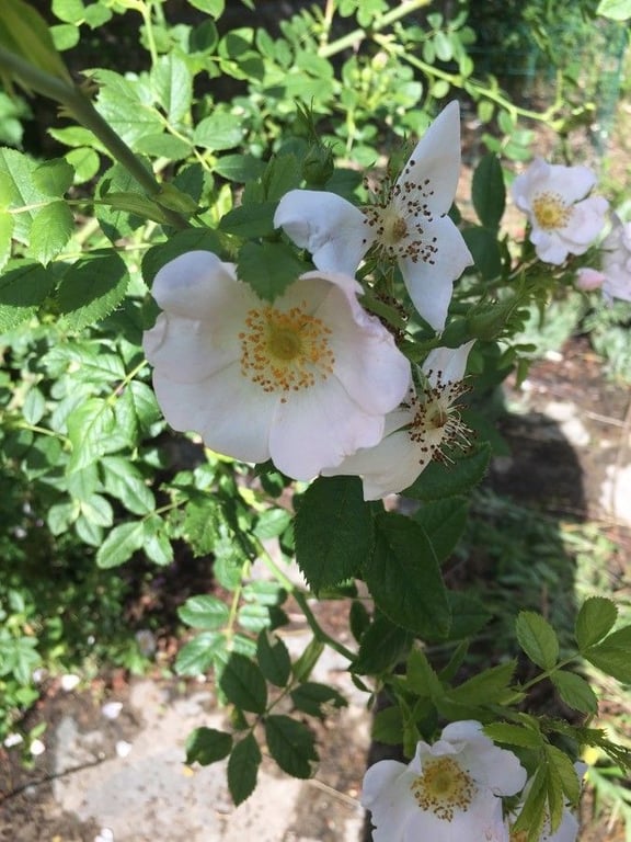 Corymb rose