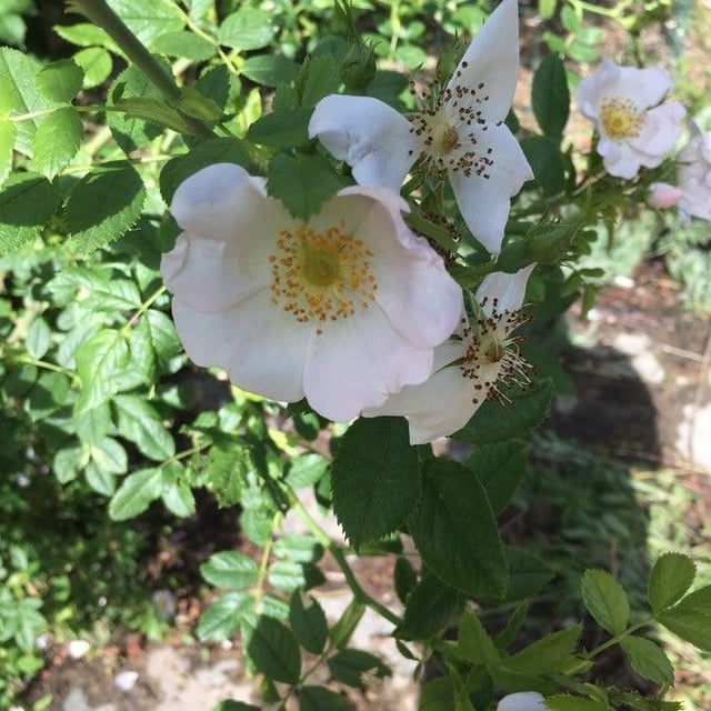 Rosa corymbifera — flower