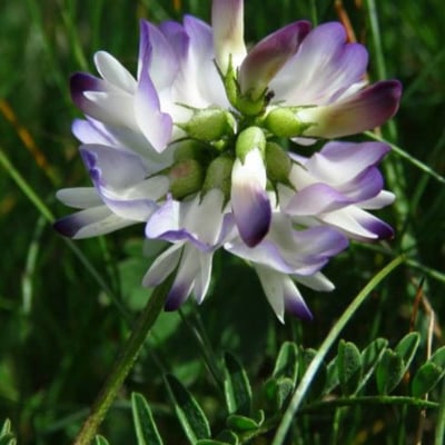 Astragalus alpinus — flower