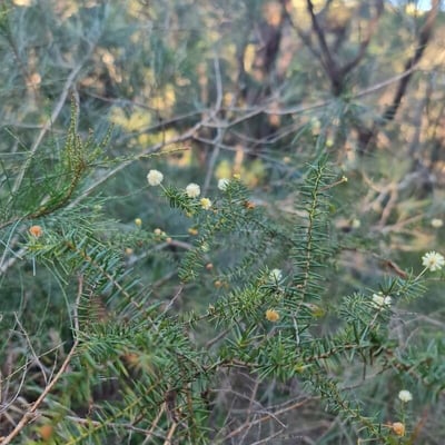 Acacia ulicifolia — flower