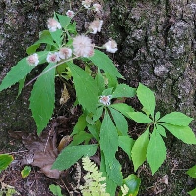 Oclemena acuminata — flower