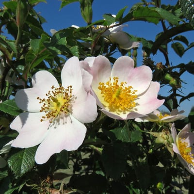 Rosa stylosa — flower