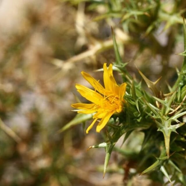 Scolymus hispanicus — flower