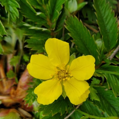 Potentilla anserina — flower
