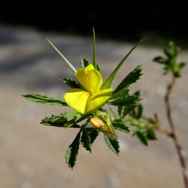 Ononis minutissima — flower