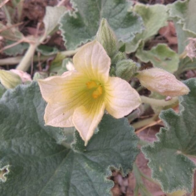 Ecballium elaterium — flower