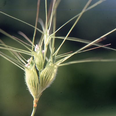 Aegilops neglecta — flower