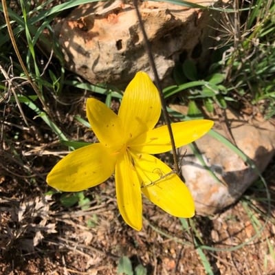 Sternbergia lutea — flower