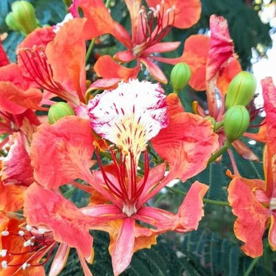 Delonix regia — flower