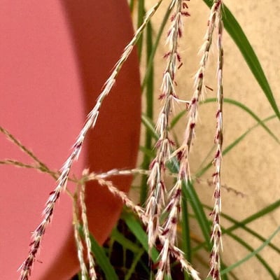 Digitaria sanguinalis — flower