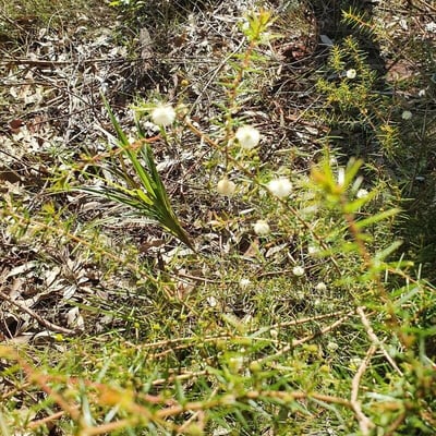 Acacia ulicifolia — flower