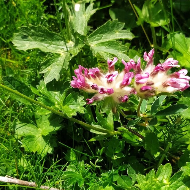 Anthyllis montana — flower