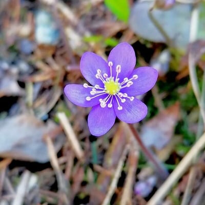 Hepatica nobilis — flower
