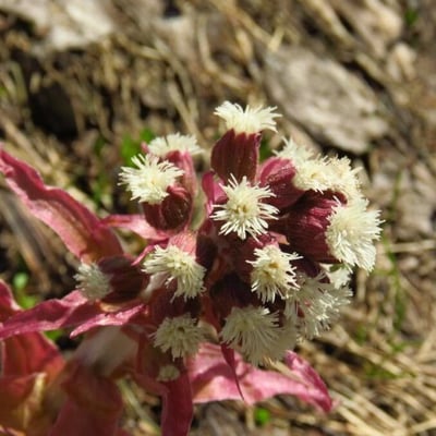 Petasites paradoxus — flower