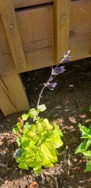 Lindenleaf sage