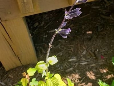 Lindenleaf sage