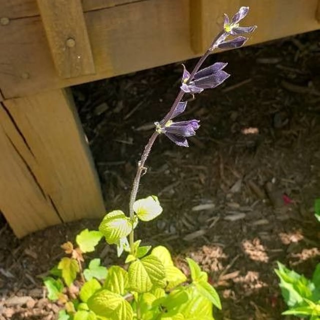Lindenleaf sage