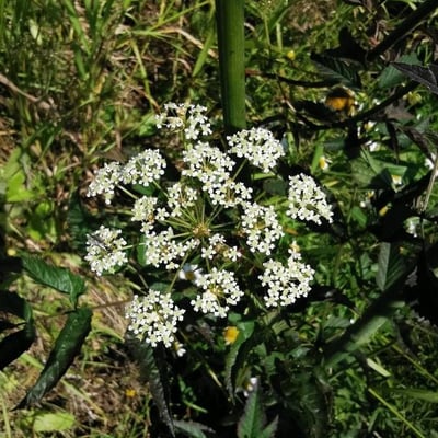 Cicuta maculata — flower