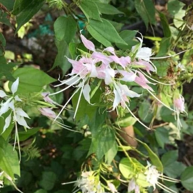 Bauhinia divaricata — flower