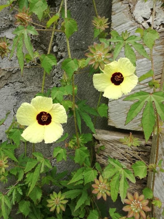 Prickly hibiscus creeper