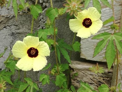 Prickly hibiscus creeper