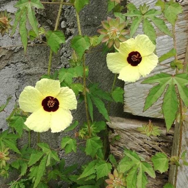 Prickly hibiscus creeper