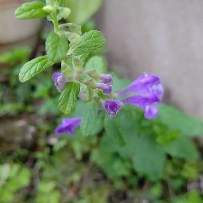 Scutellaria galericulata — flower