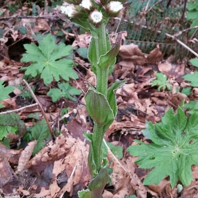 Petasites frigidus — flower