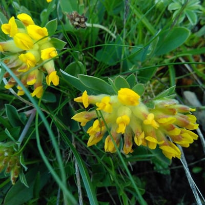 Lotus cytisoides — flower