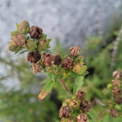 Potentilla norvegica — flower