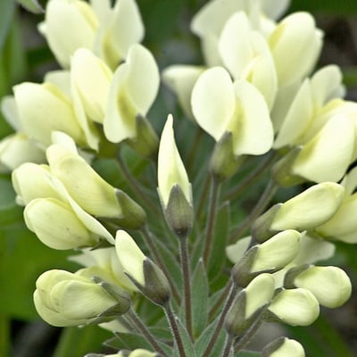 Baptisia bracteata — flower